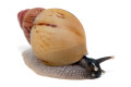 Lissachatina zanzibarica type 4 juvenil